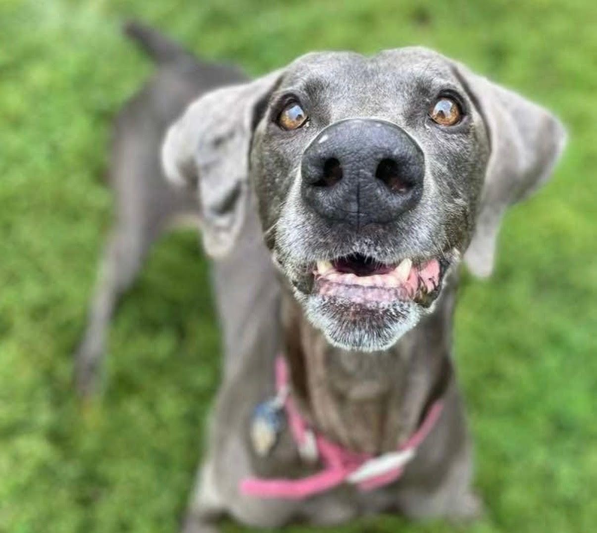 A Weimaraner dog with a gray coat smiles, wearing a pink collar, outdoors on grass.