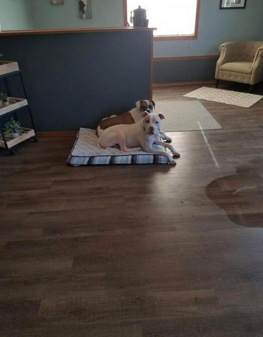 Two dogs, one white, one brown and white, on a dog bed on a wooden floor.