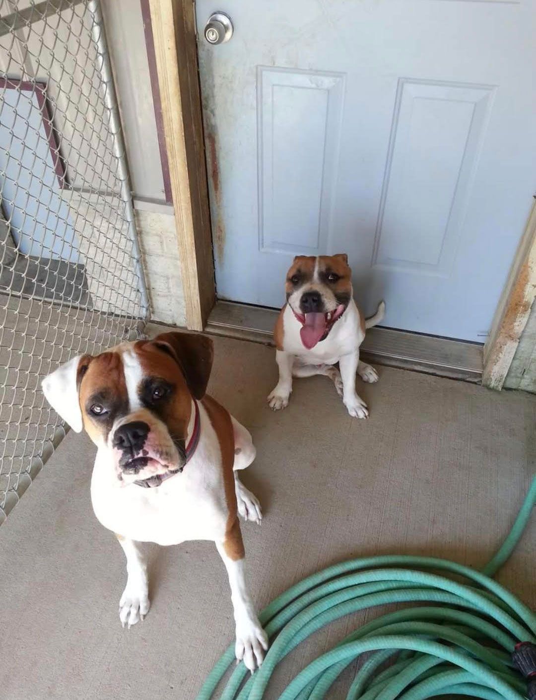 Two dogs, one brown and white, the other brown and tan, sit on a porch, looking at the camera.