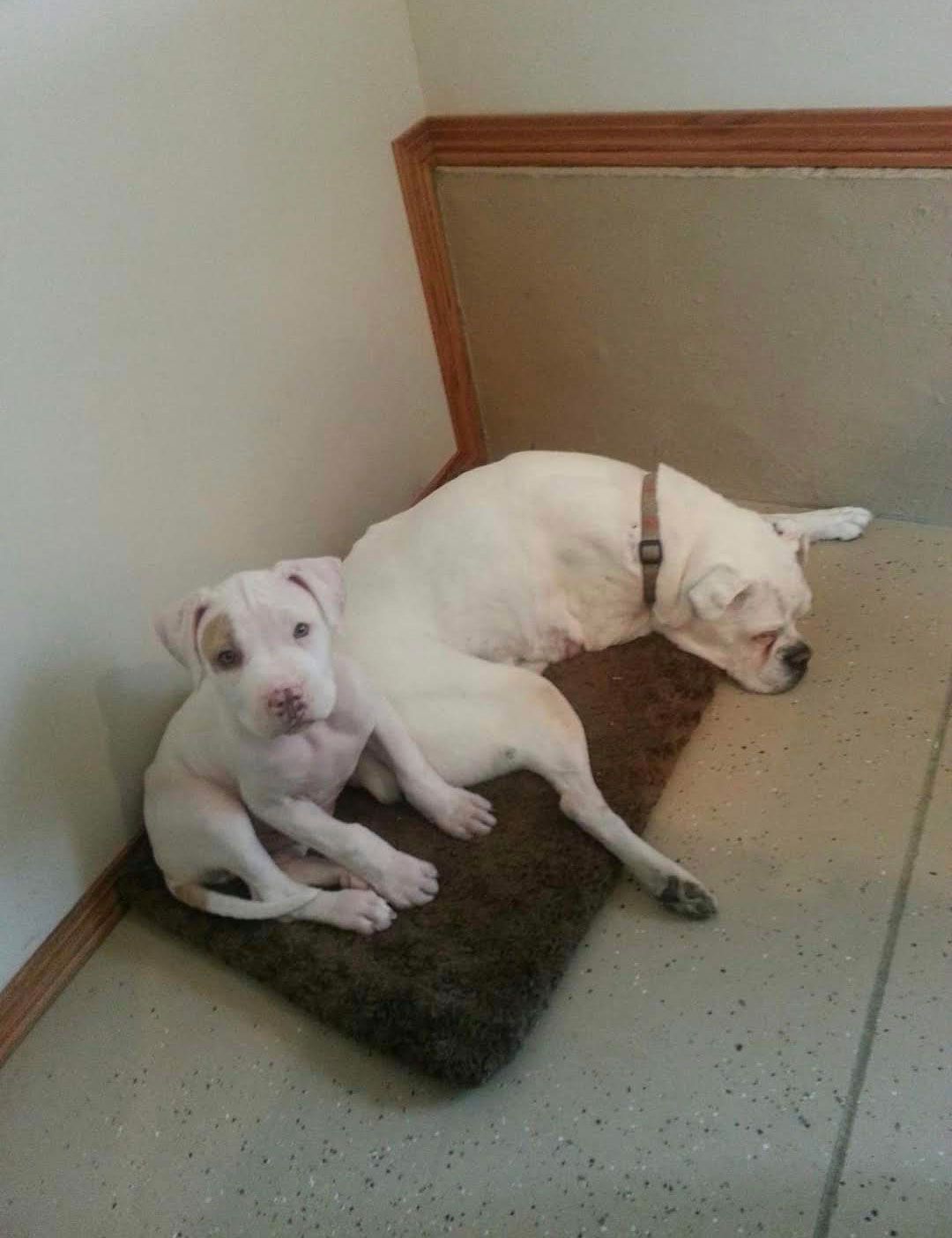 Puppy and adult white dogs lounging together on a brown mat. Puppy looking at camera, adult dog sleeping.