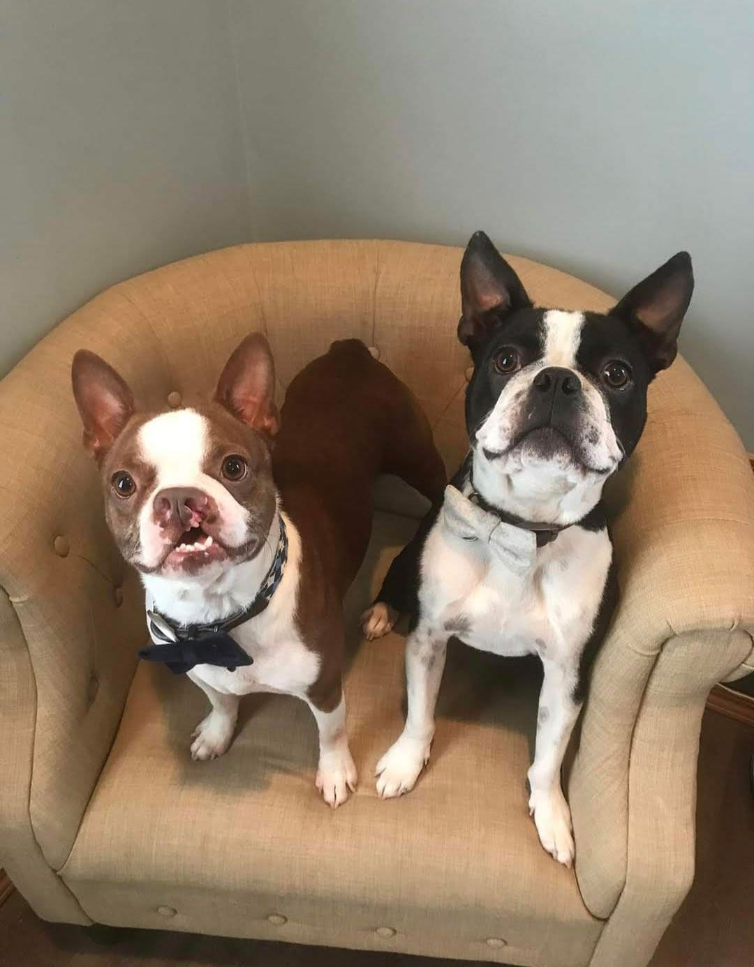 Two Boston Terriers sitting in a beige chair, one with a red and white coat, the other black and white, both with bow ties.