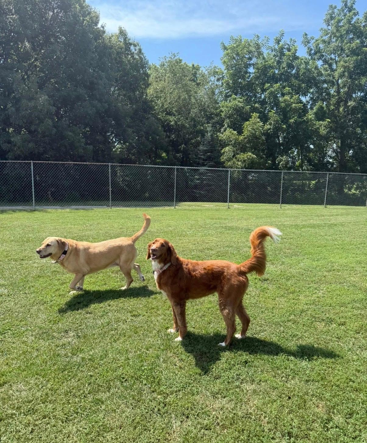 Two dogs playing in a grassy, fenced yard on a sunny day. One is gold, the other is red-brown.