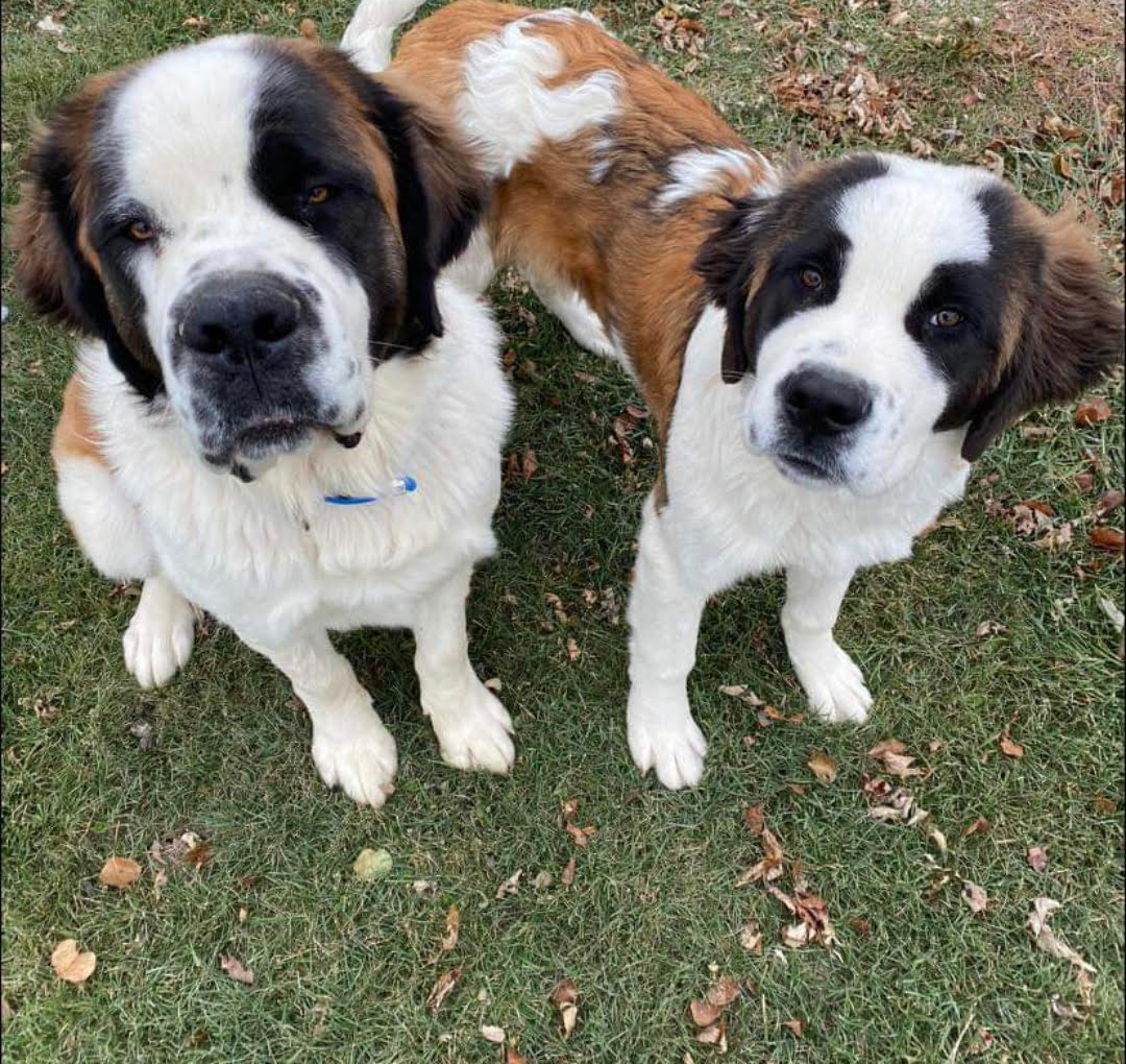 Three dogs of varying breeds stand behind a chain-link fence