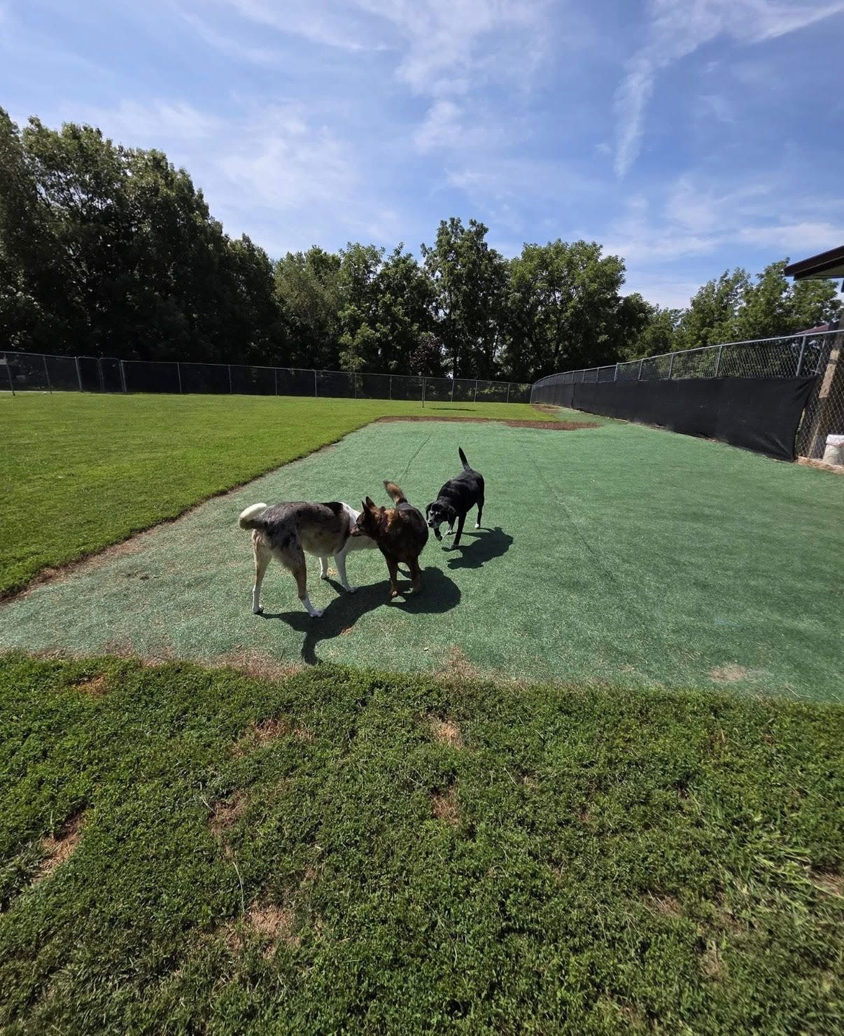 Three dogs play on green turf in a fenced dog park on a sunny day.
