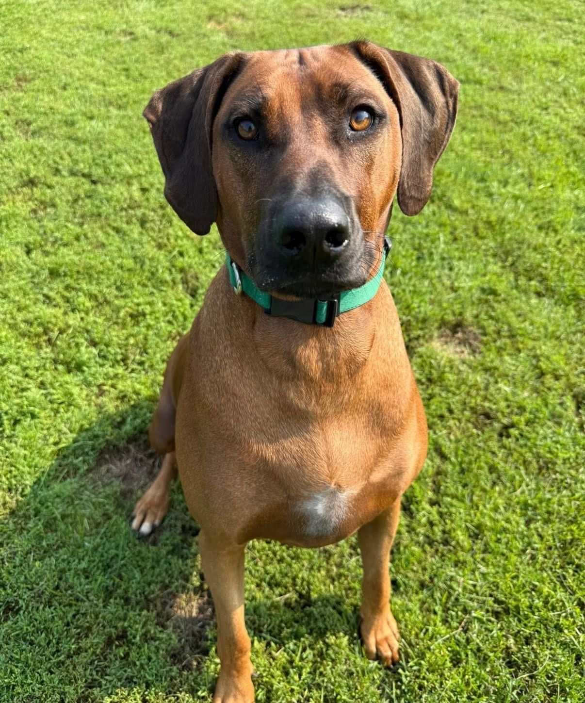 Brown dog with black muzzle and floppy ears, wearing a green collar, sitting in grass.