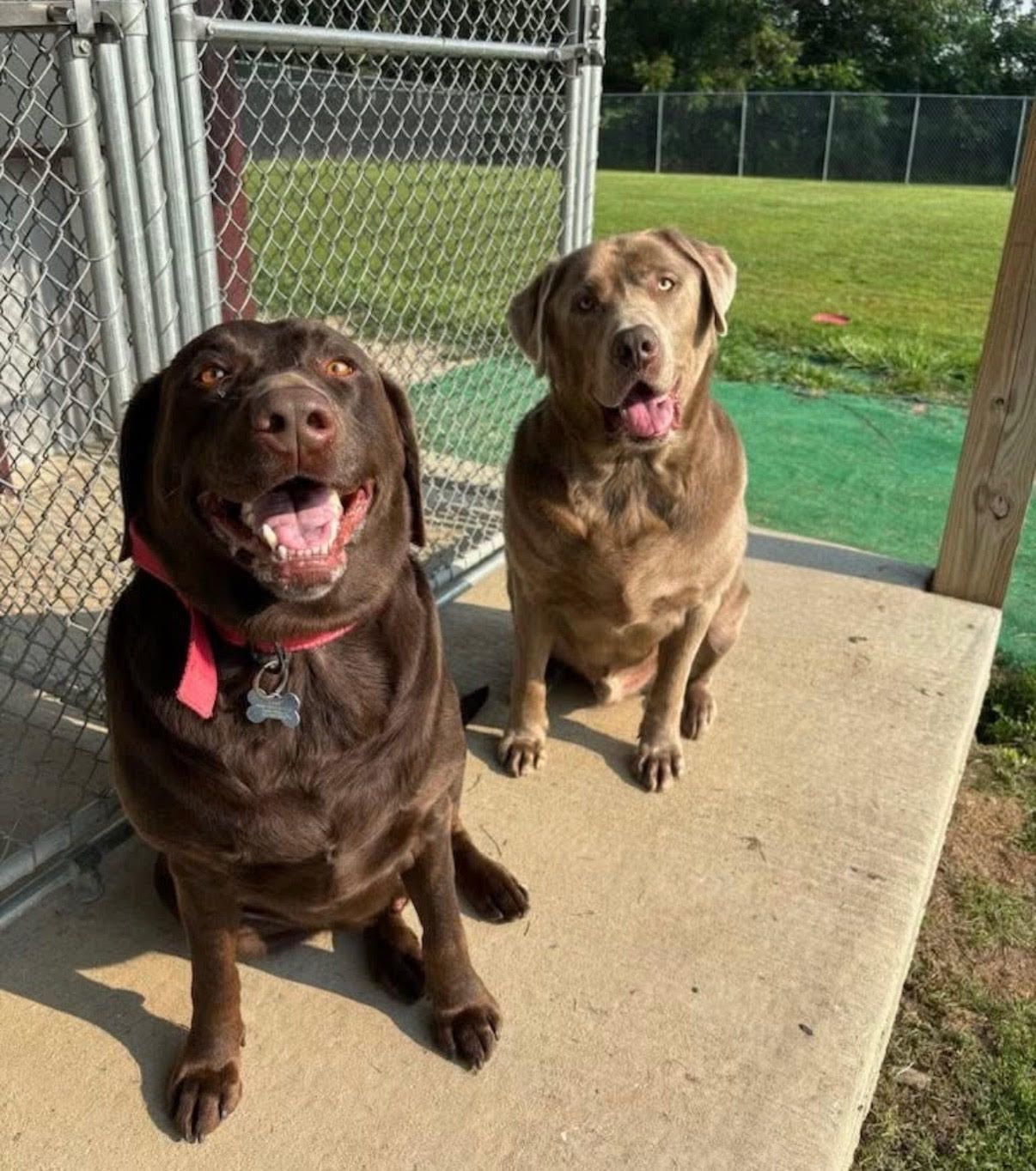 Two Labrador Retrievers sitting outside, one brown, one gray, smiling at the camera.