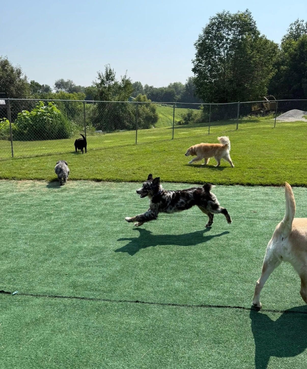 Dogs playing on a green field in a sunny outdoor dog park.