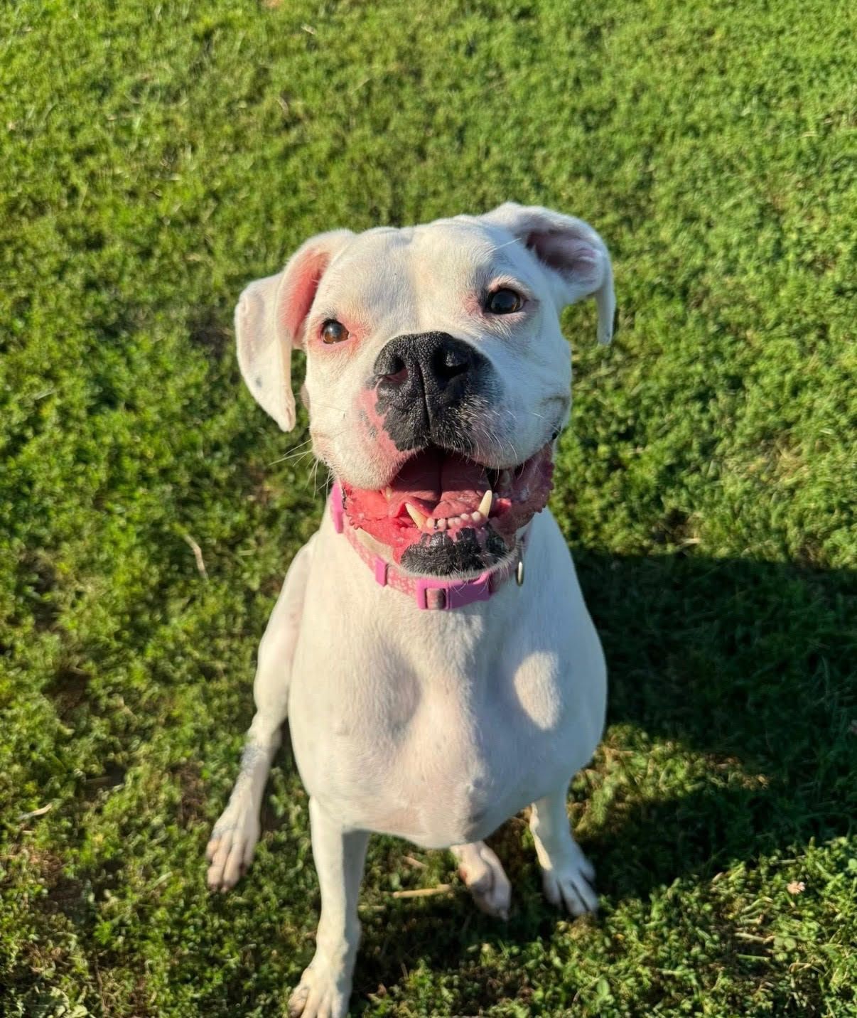 Woman supervising dogs playing on playground equipment at a dog daycare.