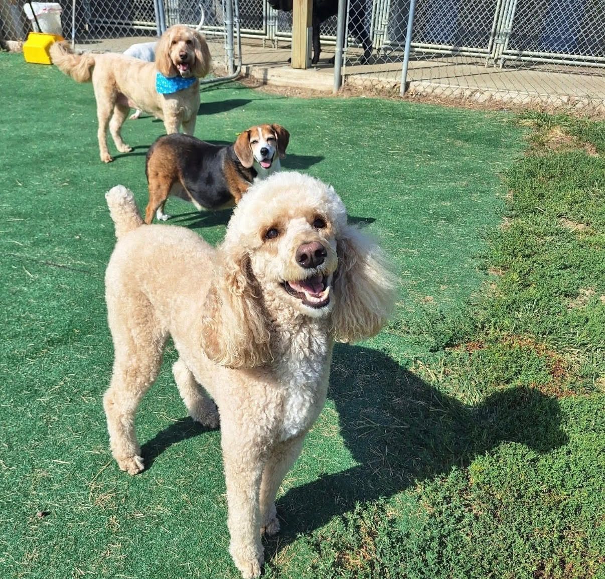 Four dogs on green grass, smiling. A beige poodle in front.