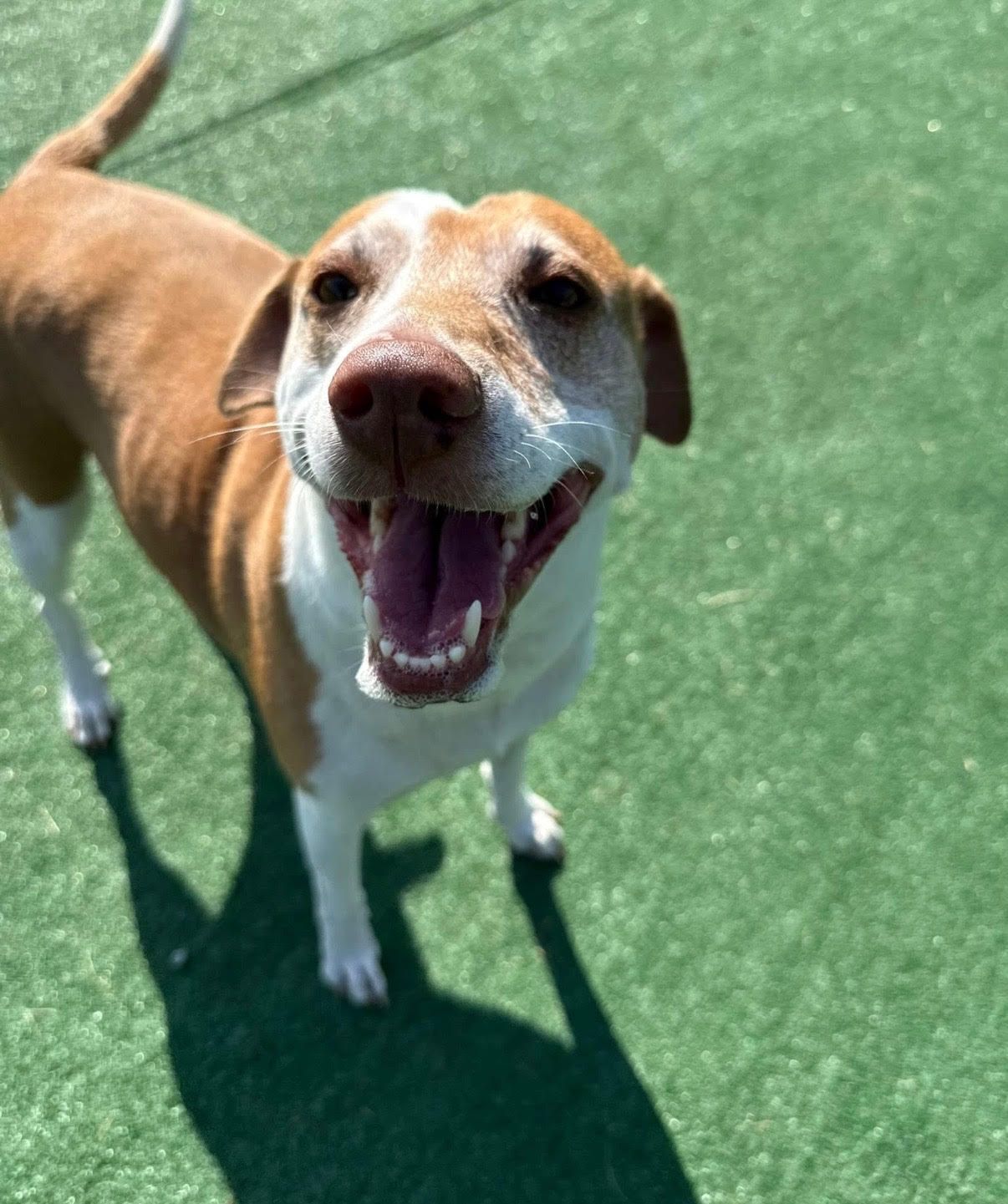 Happy dog with brown and white fur, smiling on green turf.