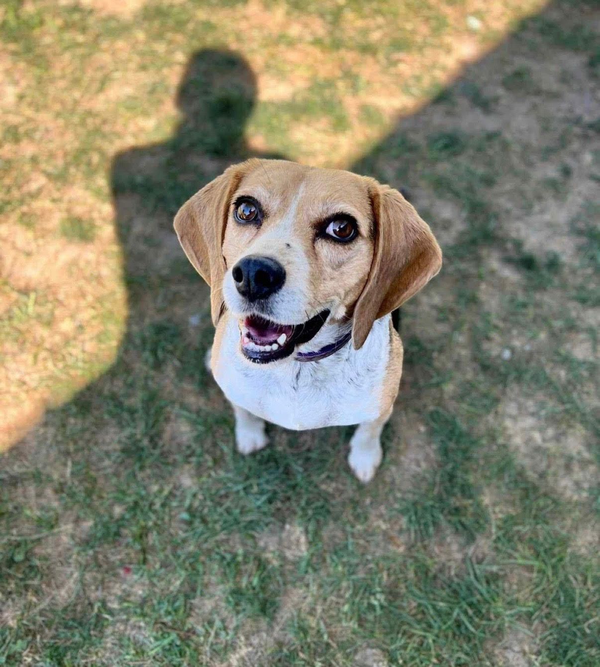 Beagle dog looking up, outdoors. Tan and white fur, sunny day, person's shadow behind.
