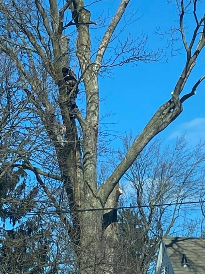 A Man On A Tree Trimming Branches - Orion, MI - L & L Tree Service-LO, Inc