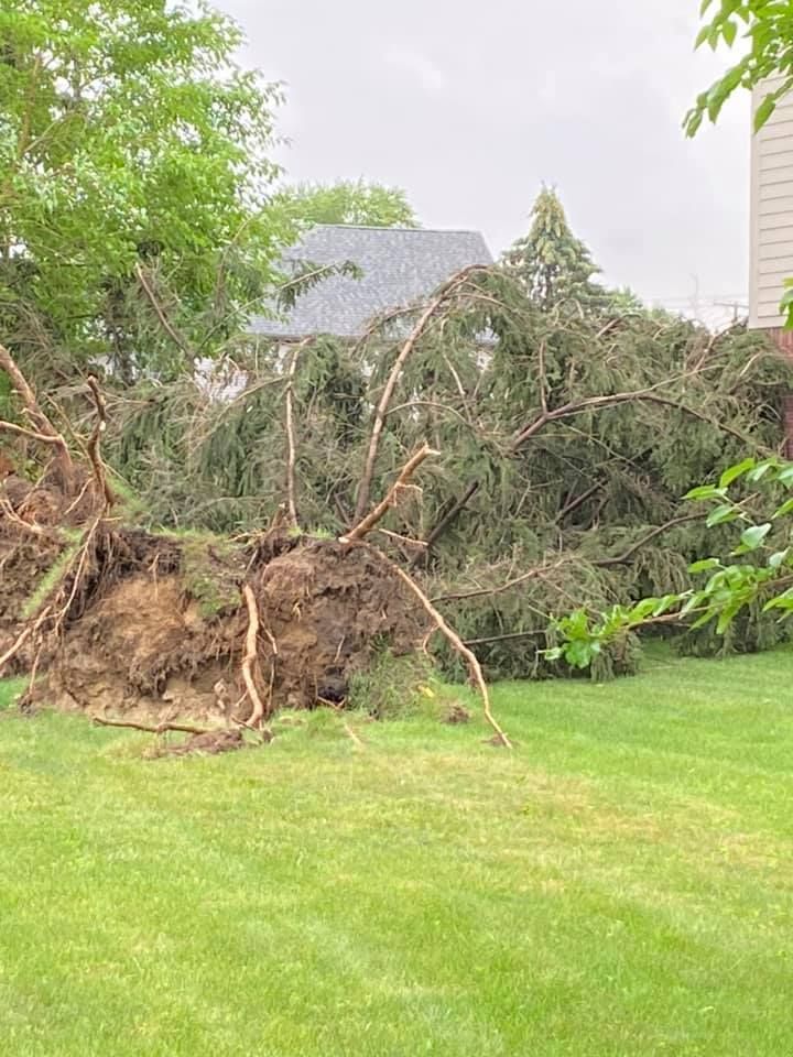 Deep Rooting A Tree - Orion, MI - L & L Tree Service-LO, Inc