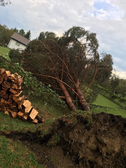 Uprooted Tree - Orion, MI - L & L Tree Service-LO, Inc