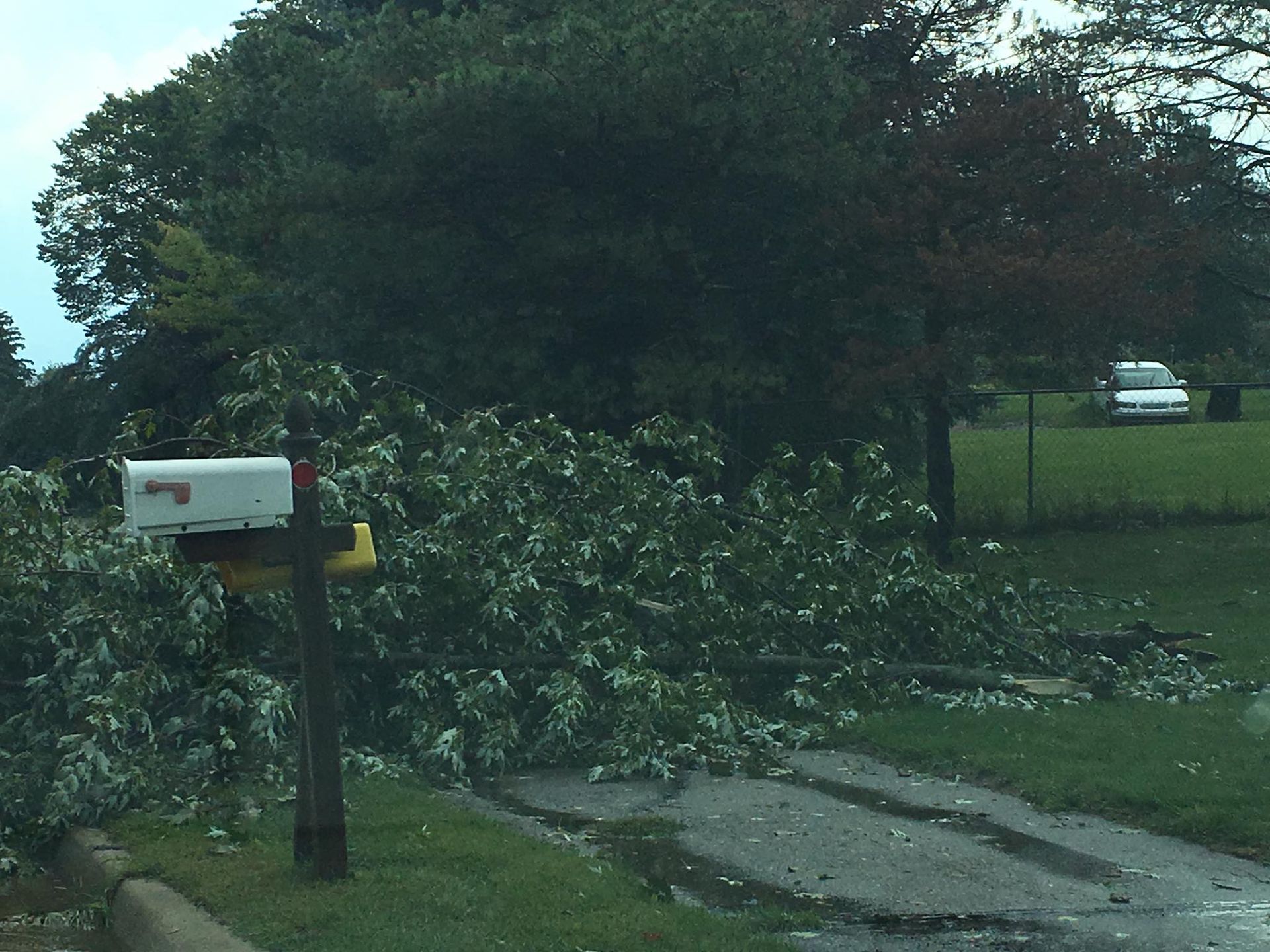 Broken Tree On A Street - Orion, MI - L & L Tree Service-LO, Inc