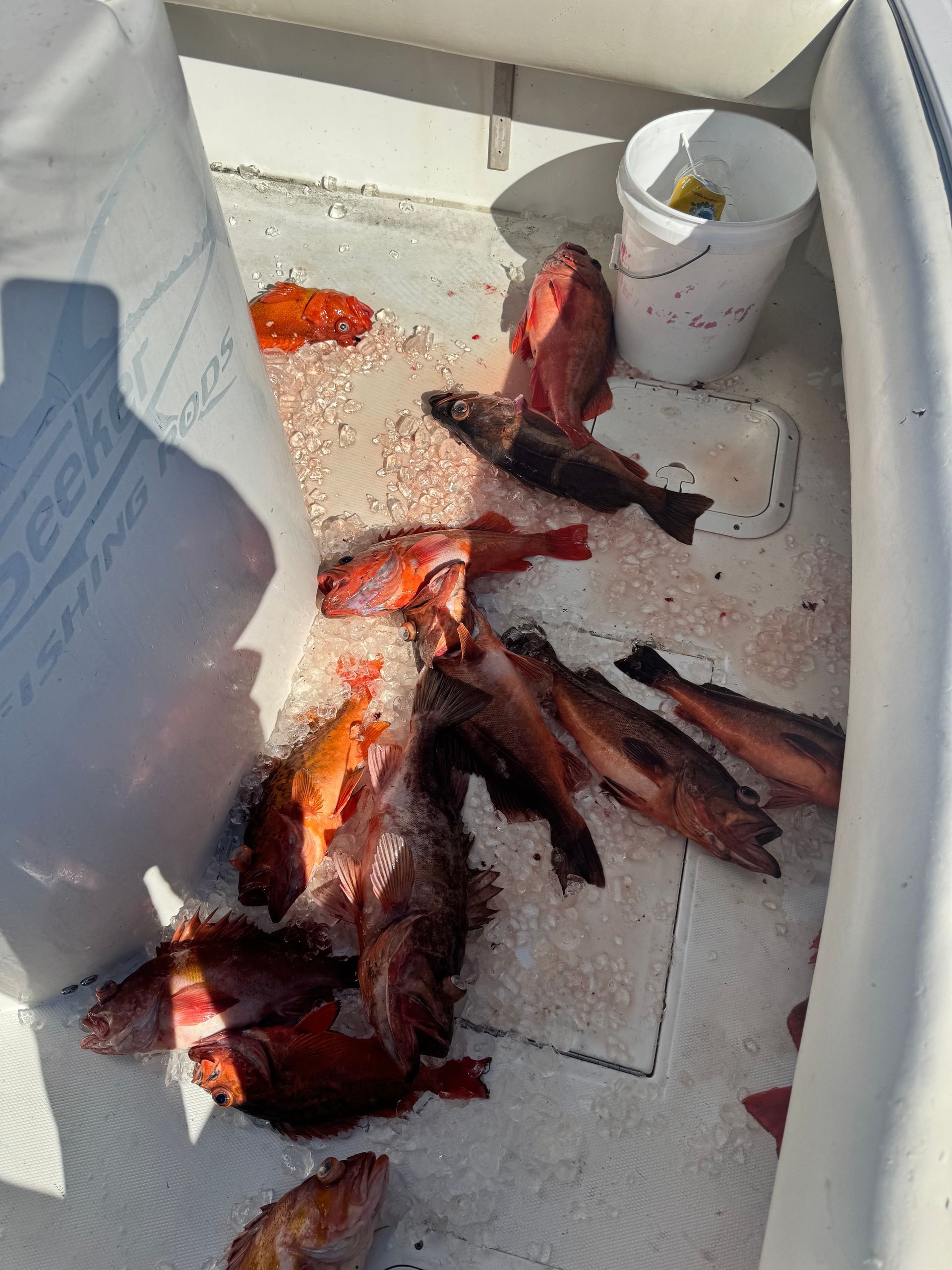 Limit of cod near San Diego with Fish Further Charters