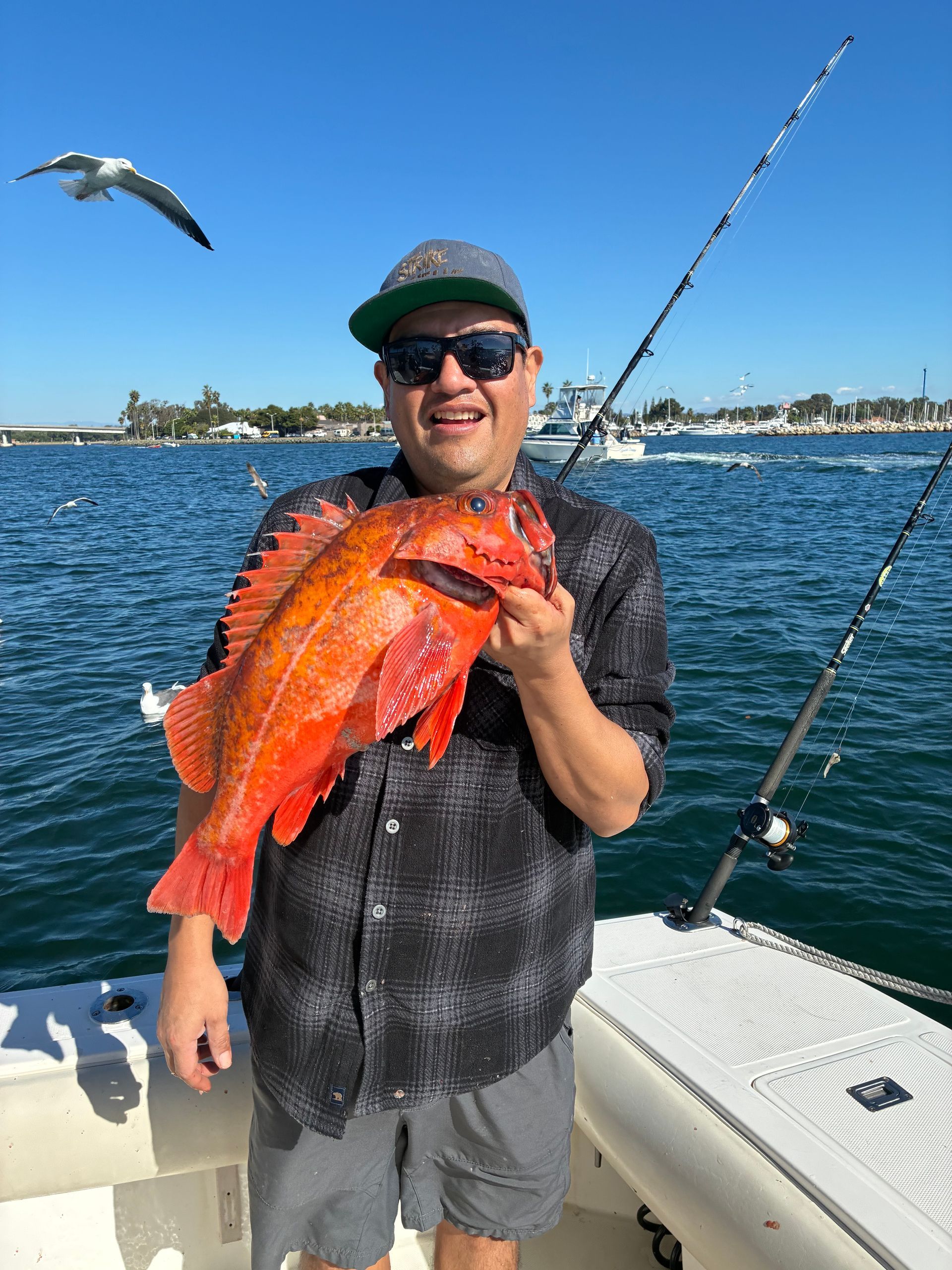 Nice cod caught by angler