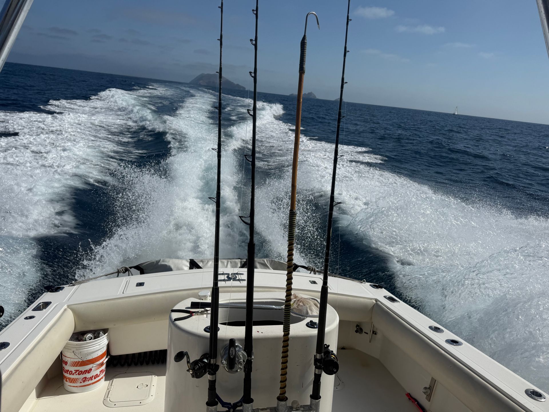 bluefin tuna fish report