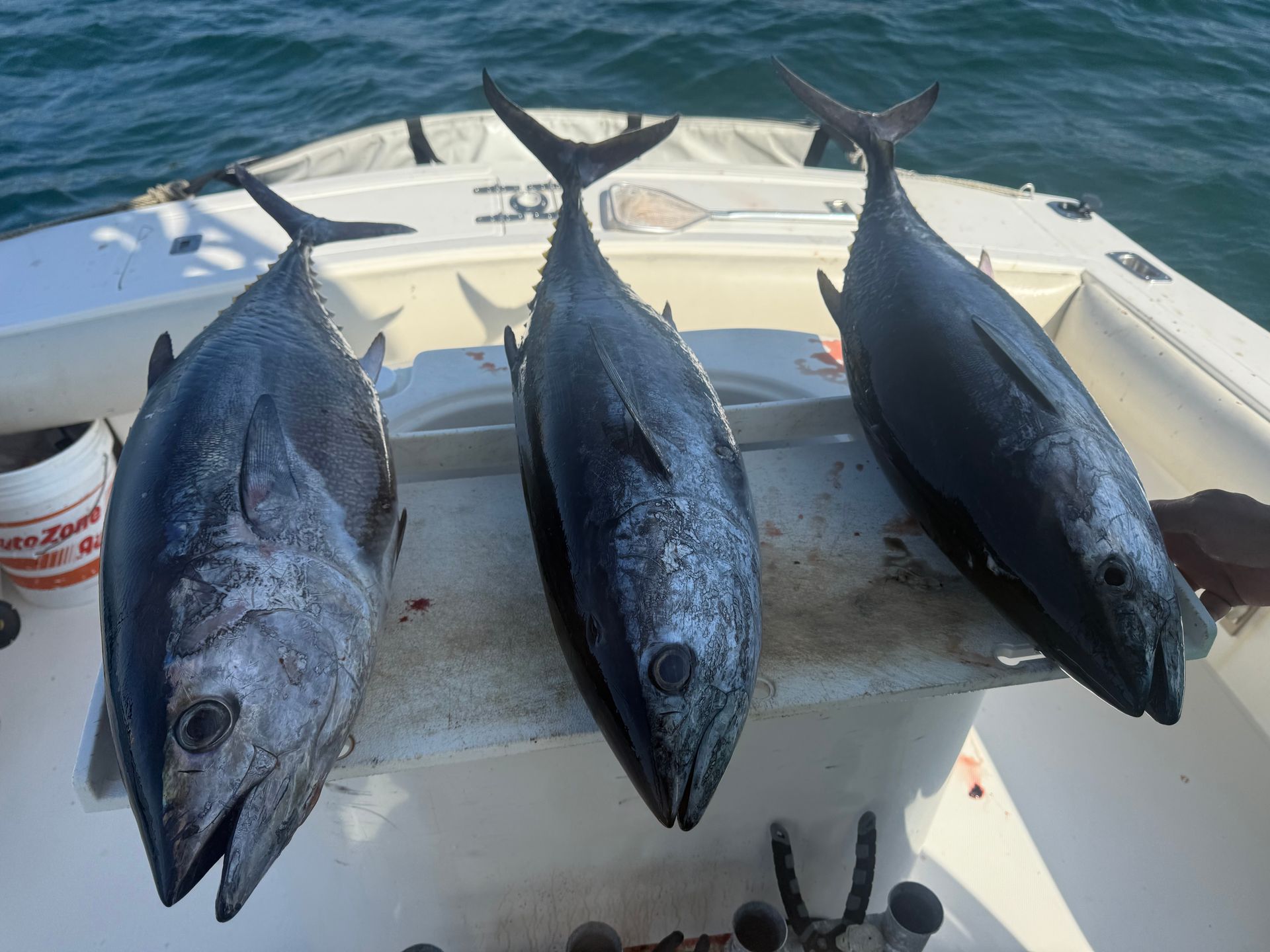 Some big bluefin tuna