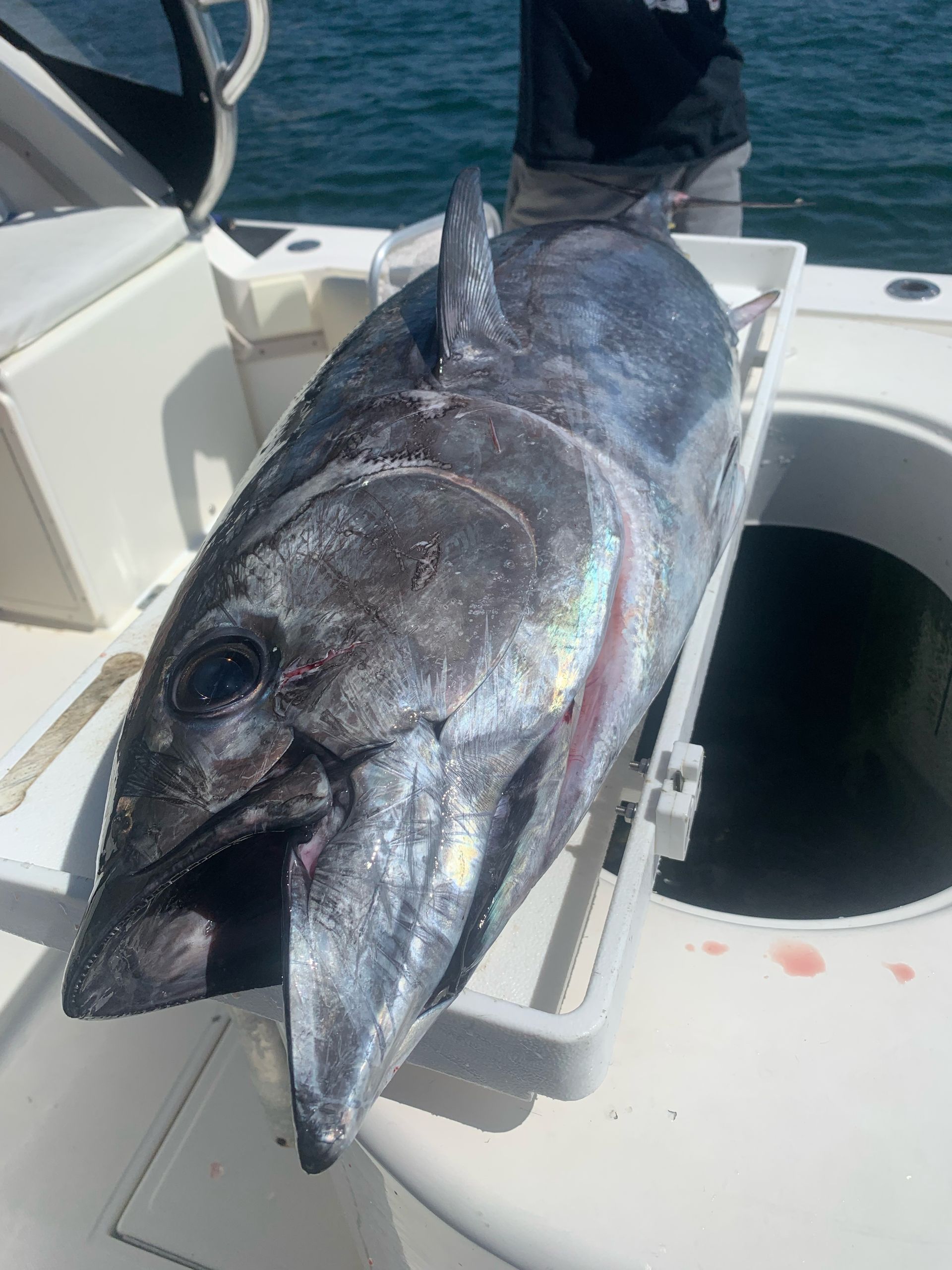 A large fish is sitting on the side of a boat.