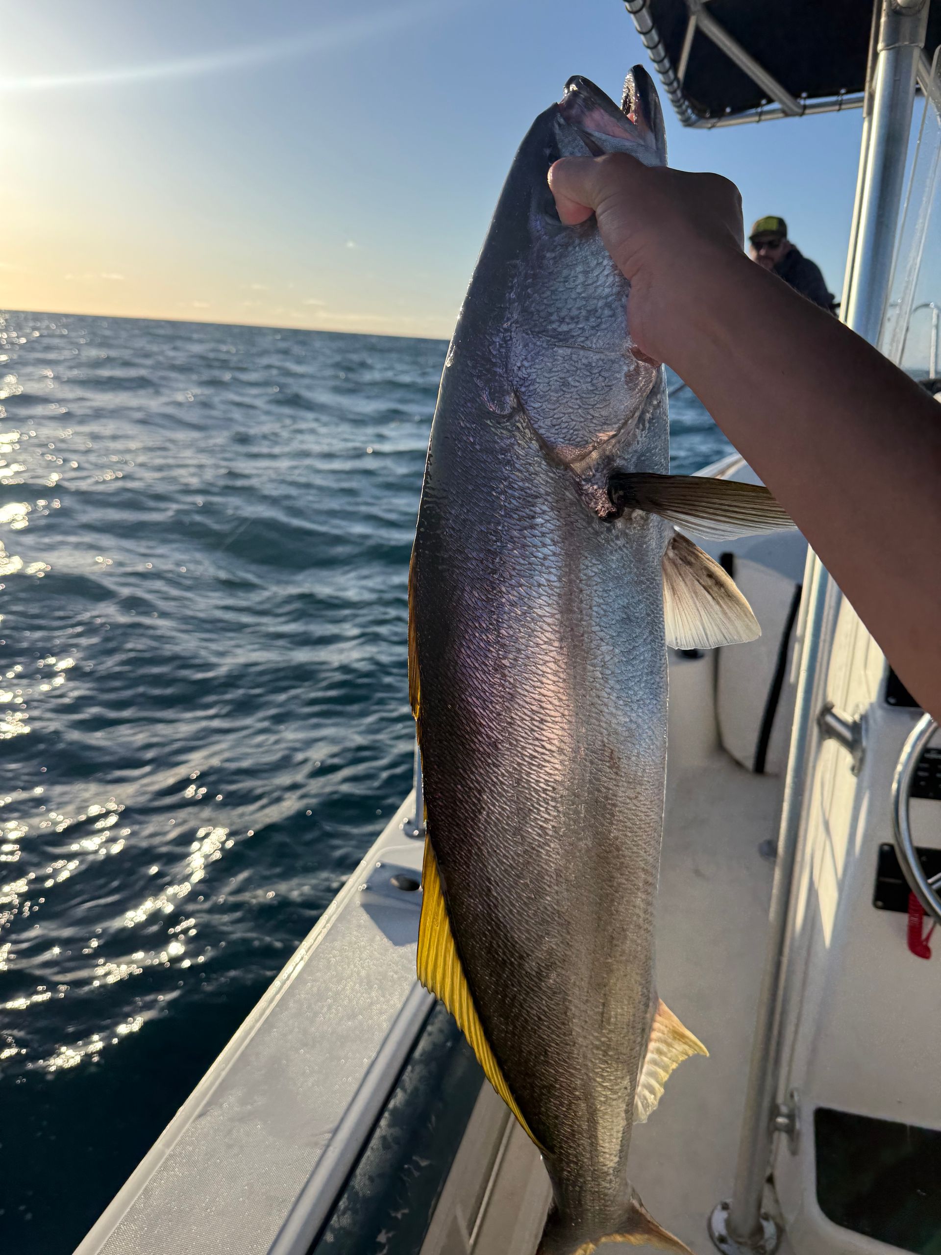 white sea bass