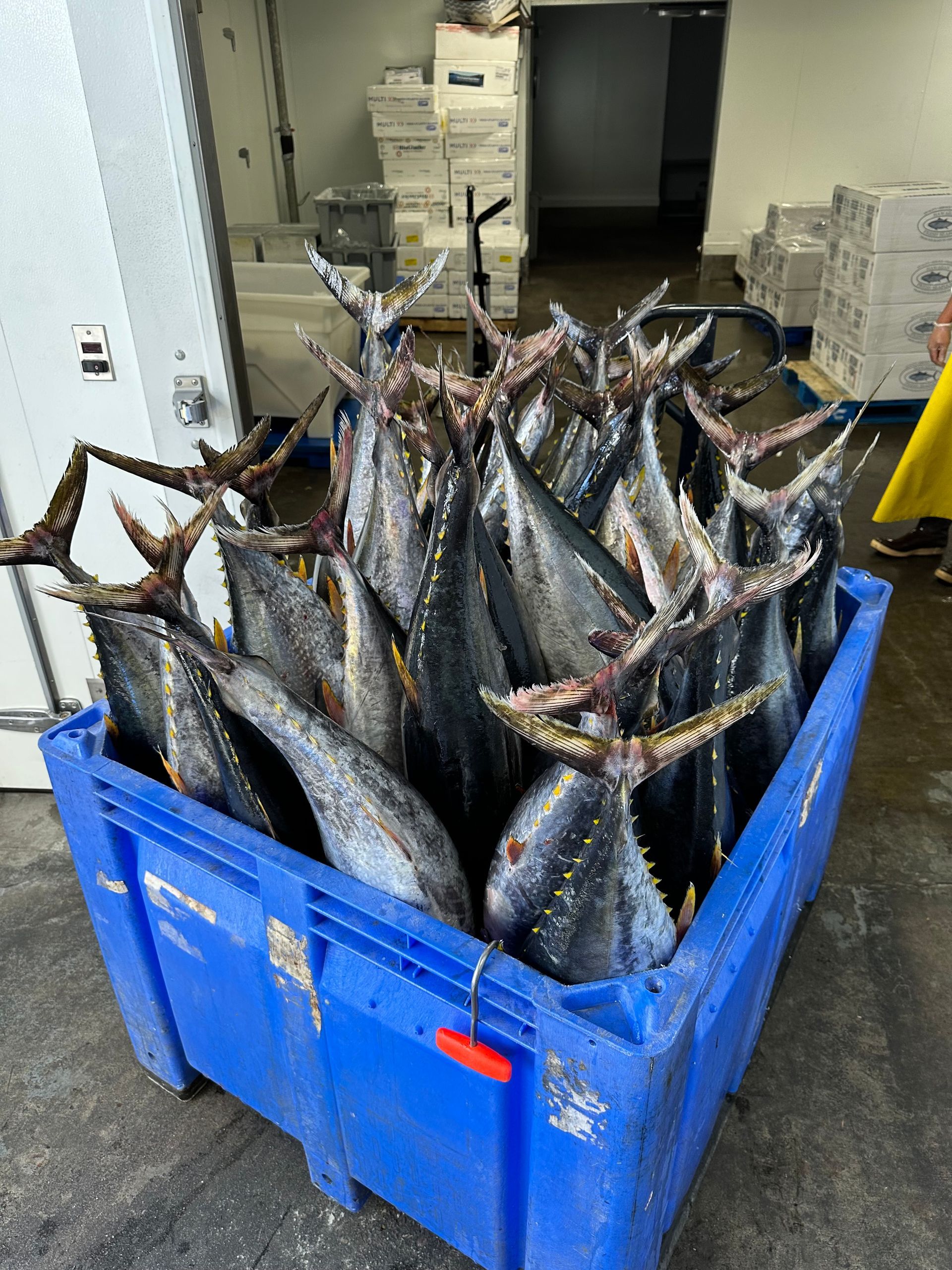A blue bin filled with lots of fish in a warehouse