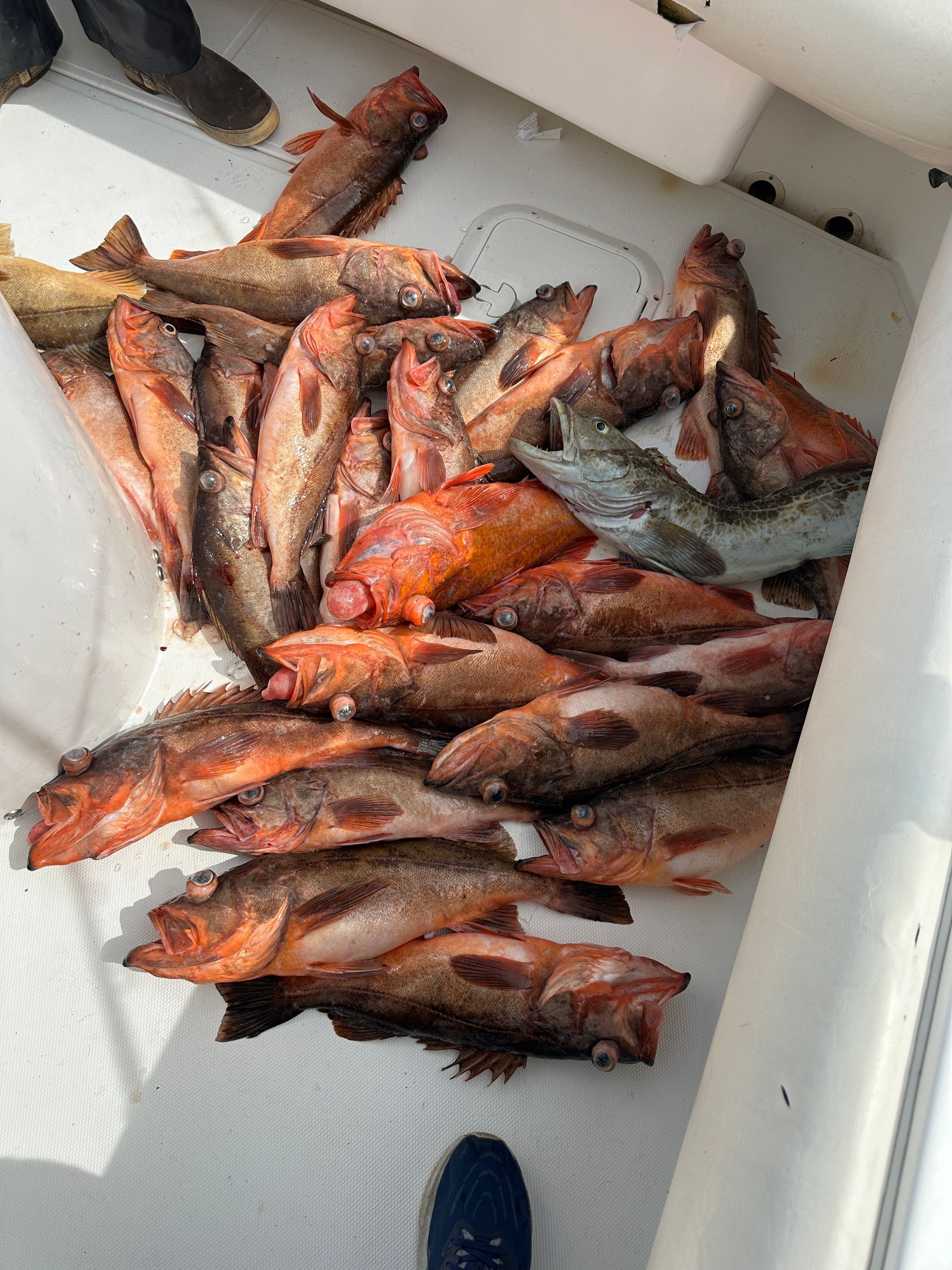 limit of rockfish out fishing