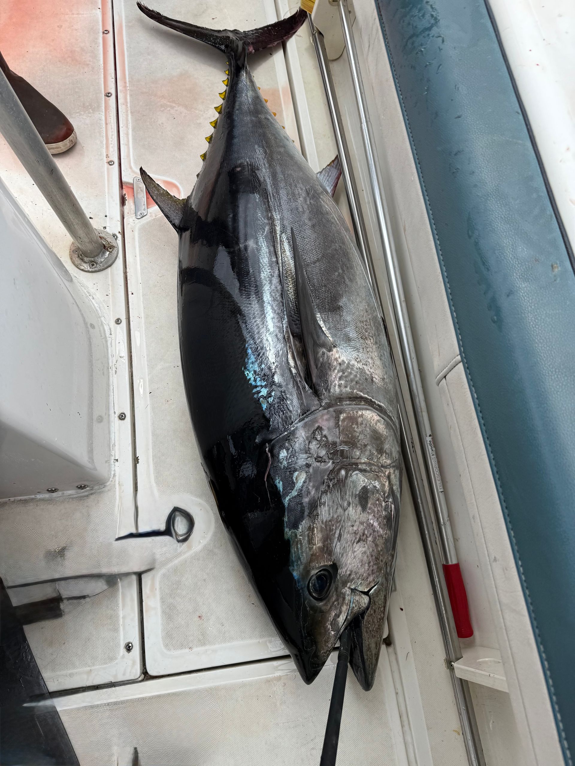 Fresh San Diego Bluefin Tuna today July 2,2025