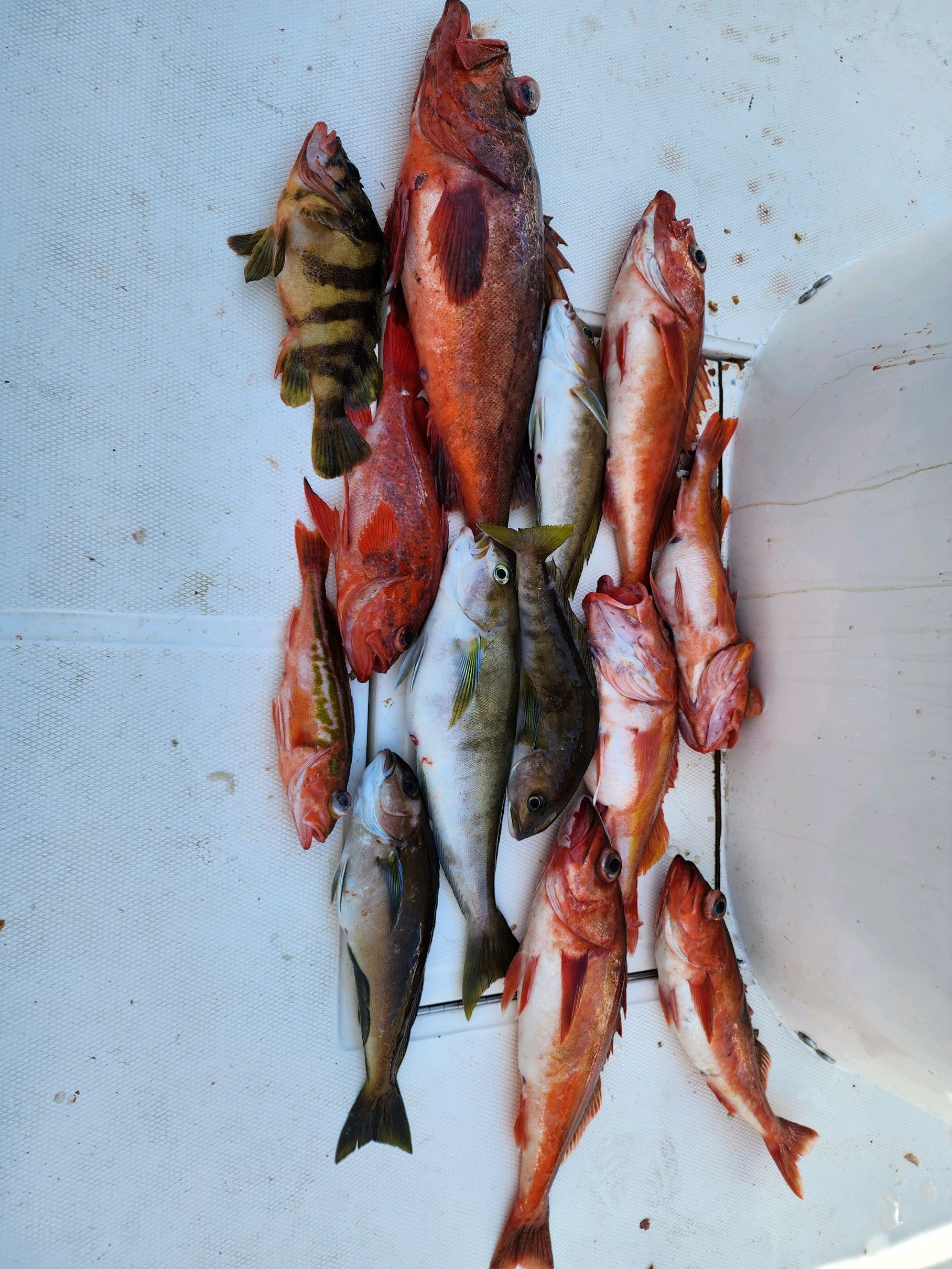 A bunch of fish are laying on a white surface
