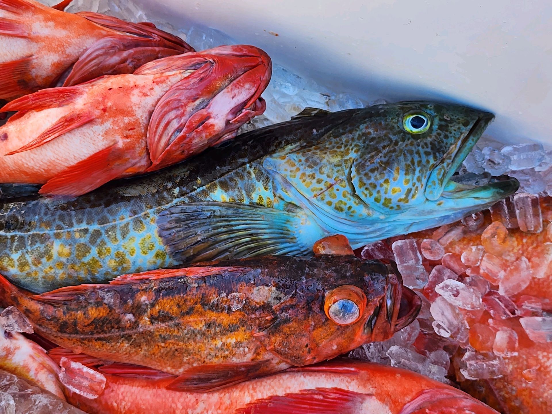 A bunch of fish are sitting on top of ice