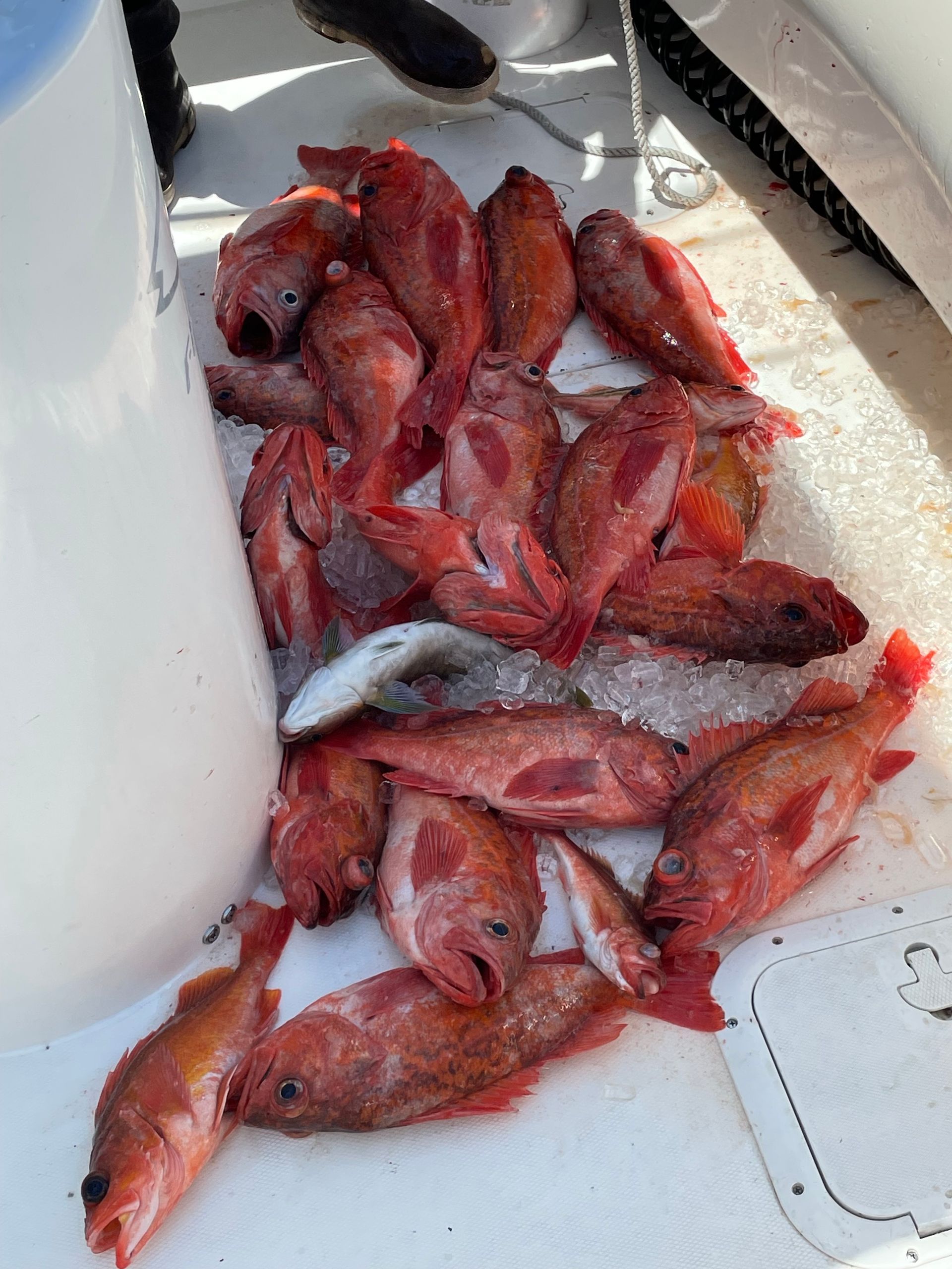 A bunch of red fish are laying on a white surface