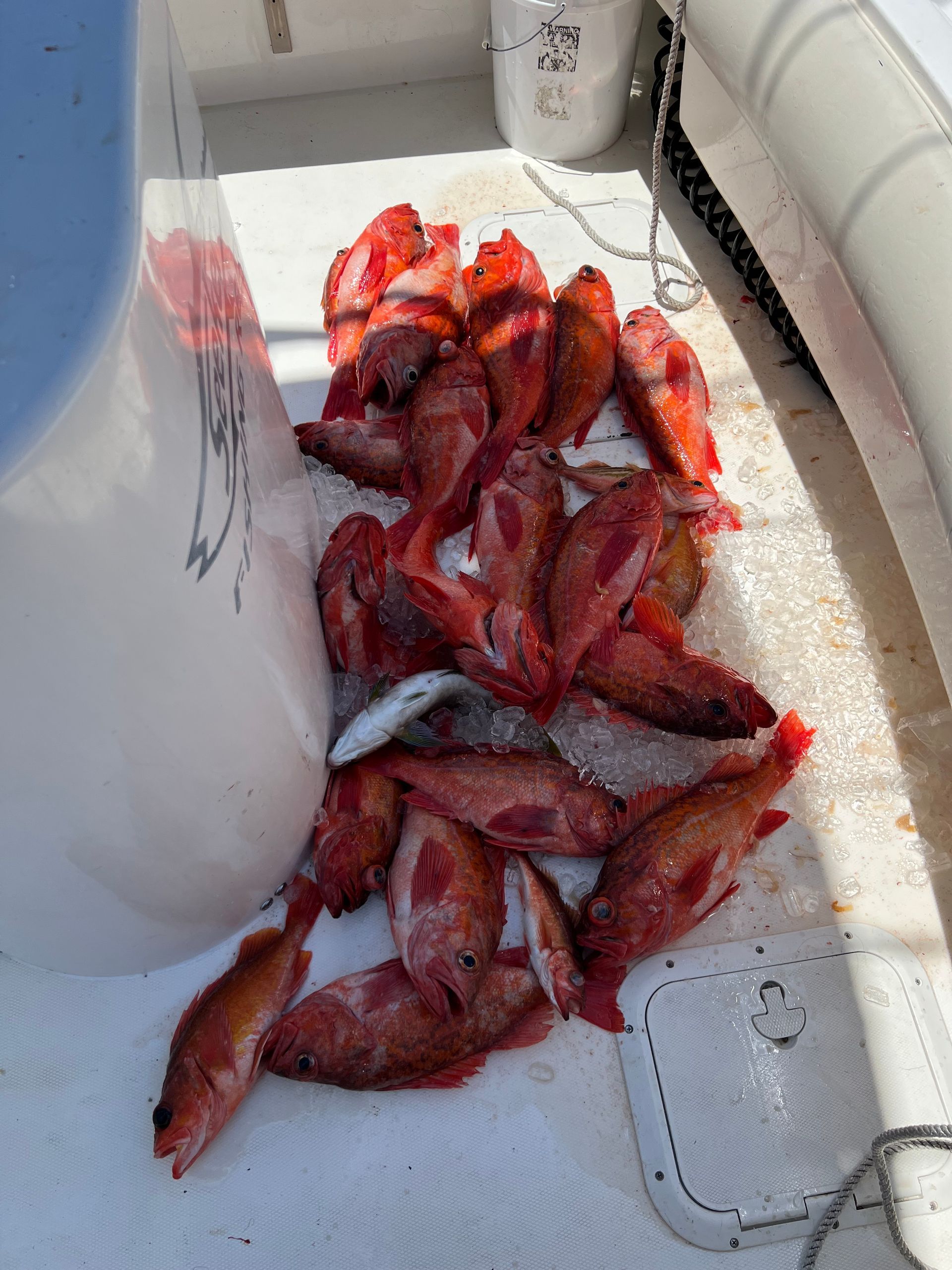 A bunch of red fish are sitting on top of a white table.