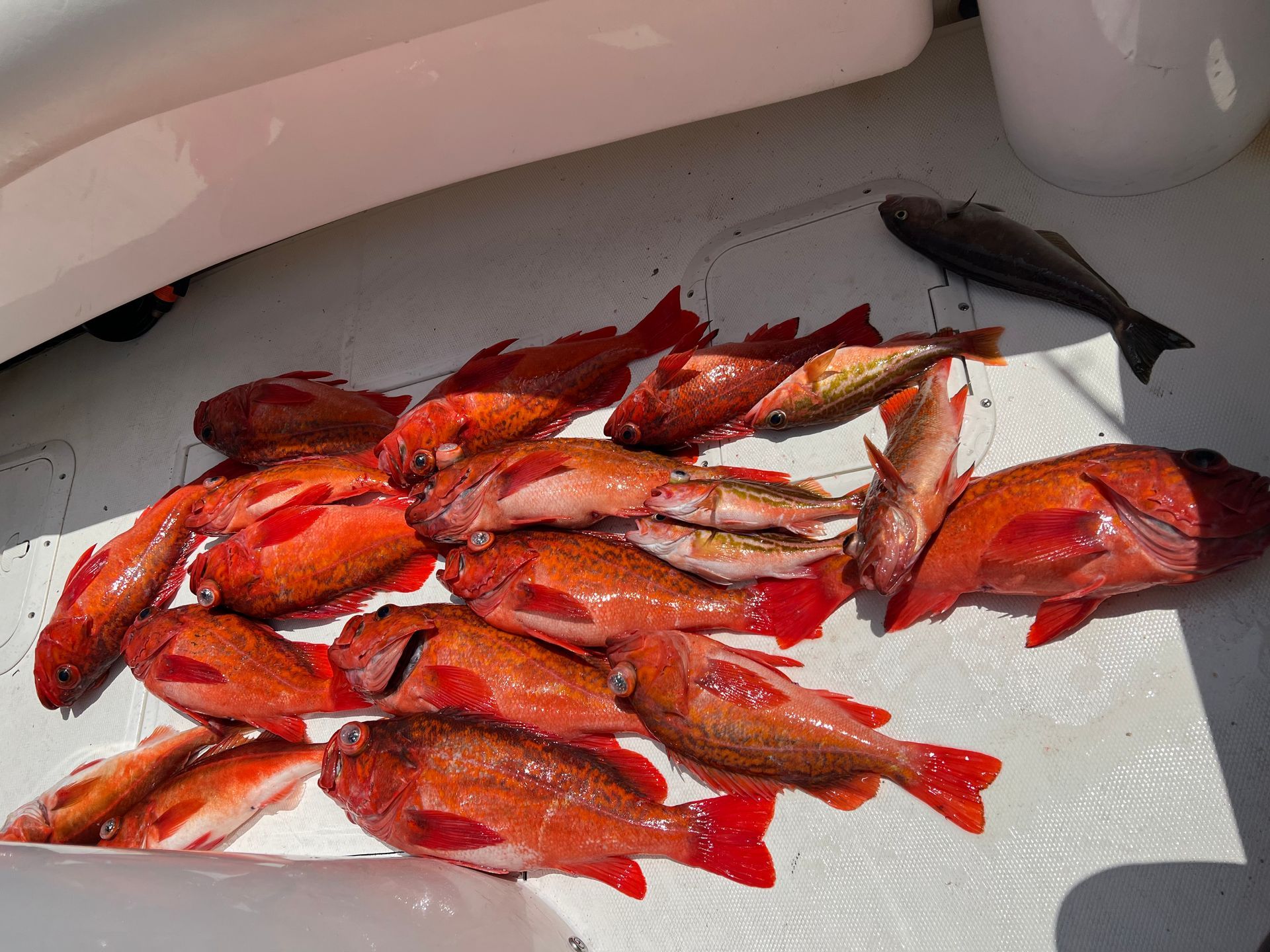 A bunch of fish are laying on a paper towel