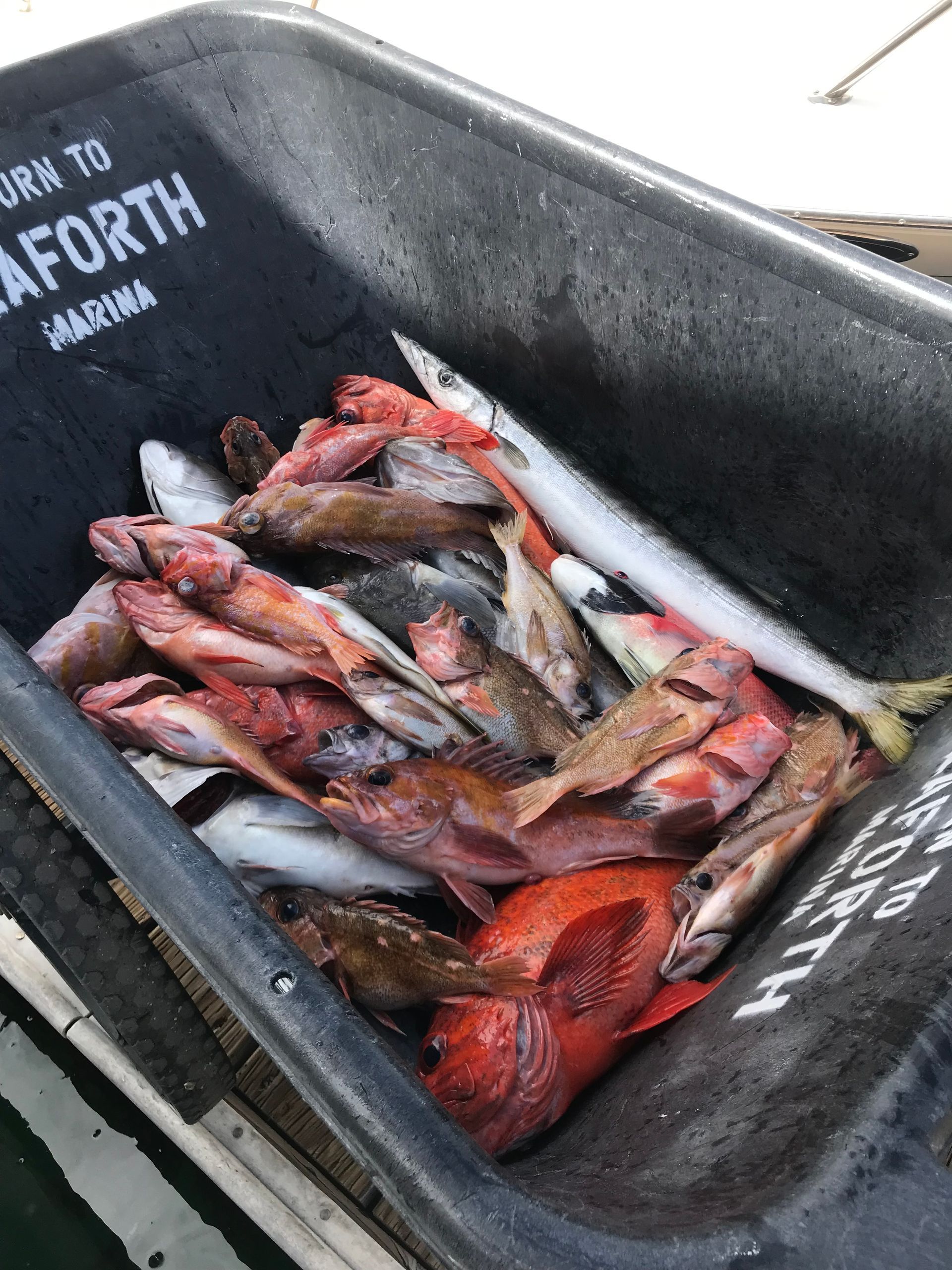 A wheelbarrow filled with fish and a sign that says born to sea forth