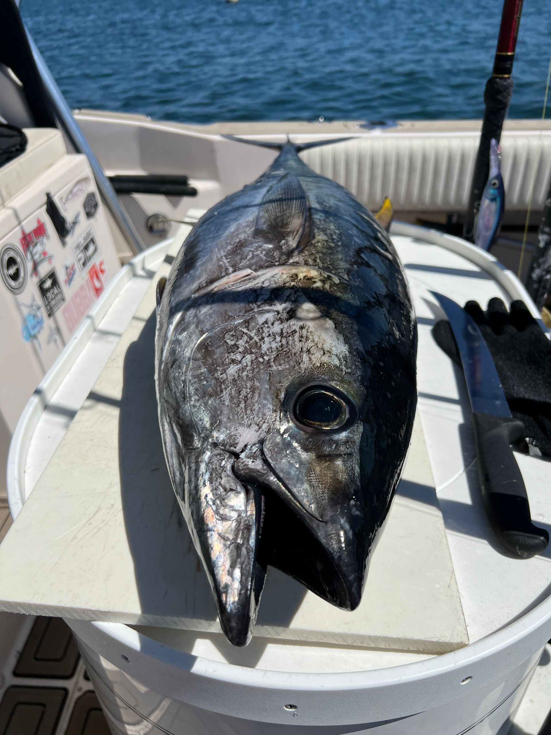 deep sea tuna fishing