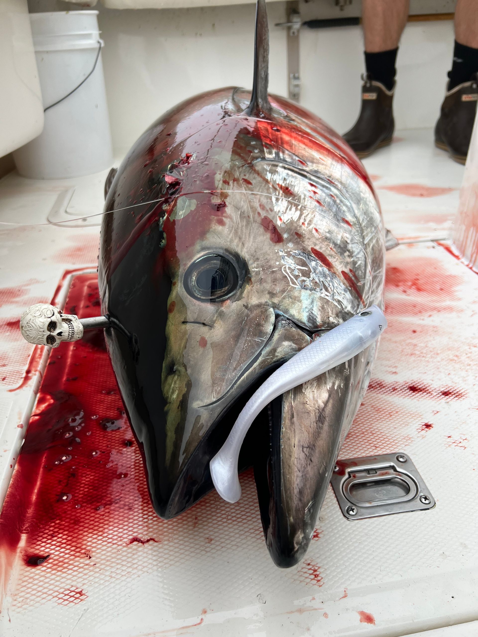 Tuna Fishing San Diego