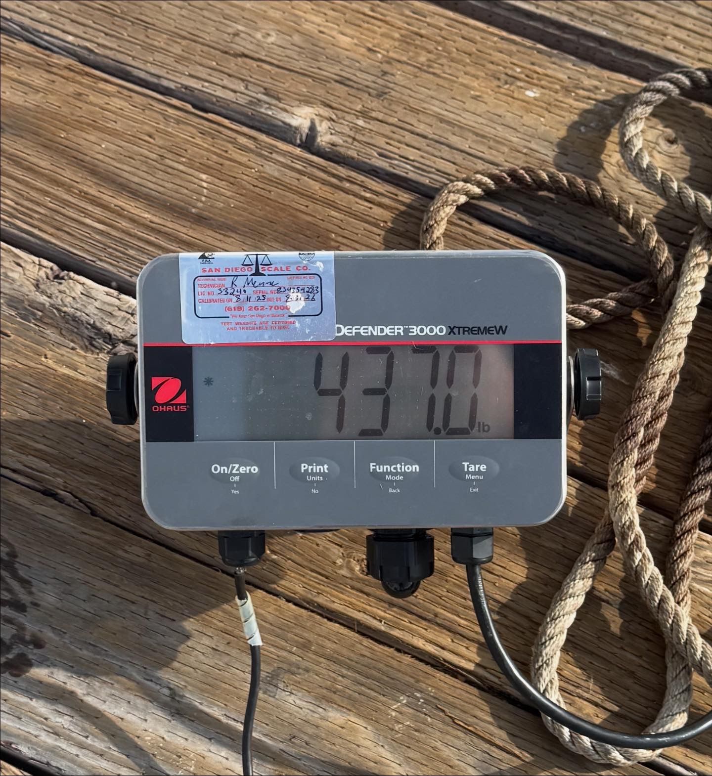 Scale showing 437 lbs for the fish