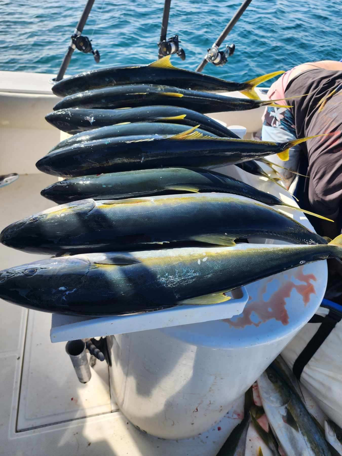 fishing reports off San Diego Area