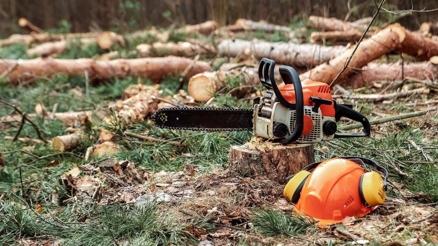 Chainsaw over the remains of cut tree