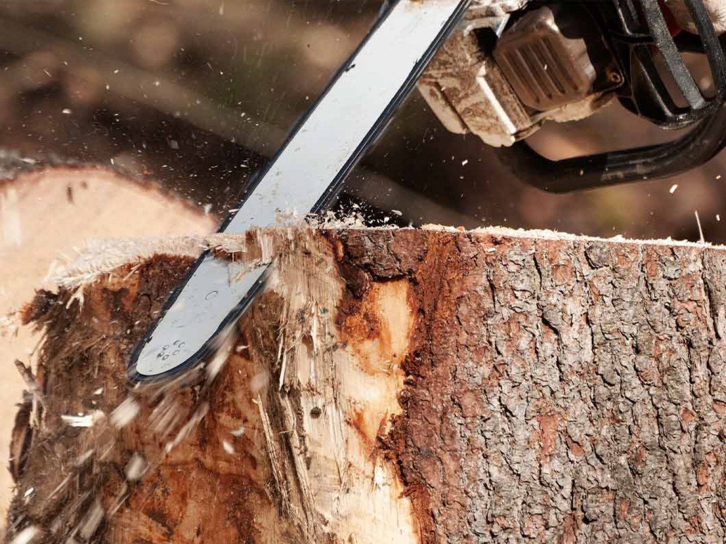 Chainsaw cutting tree