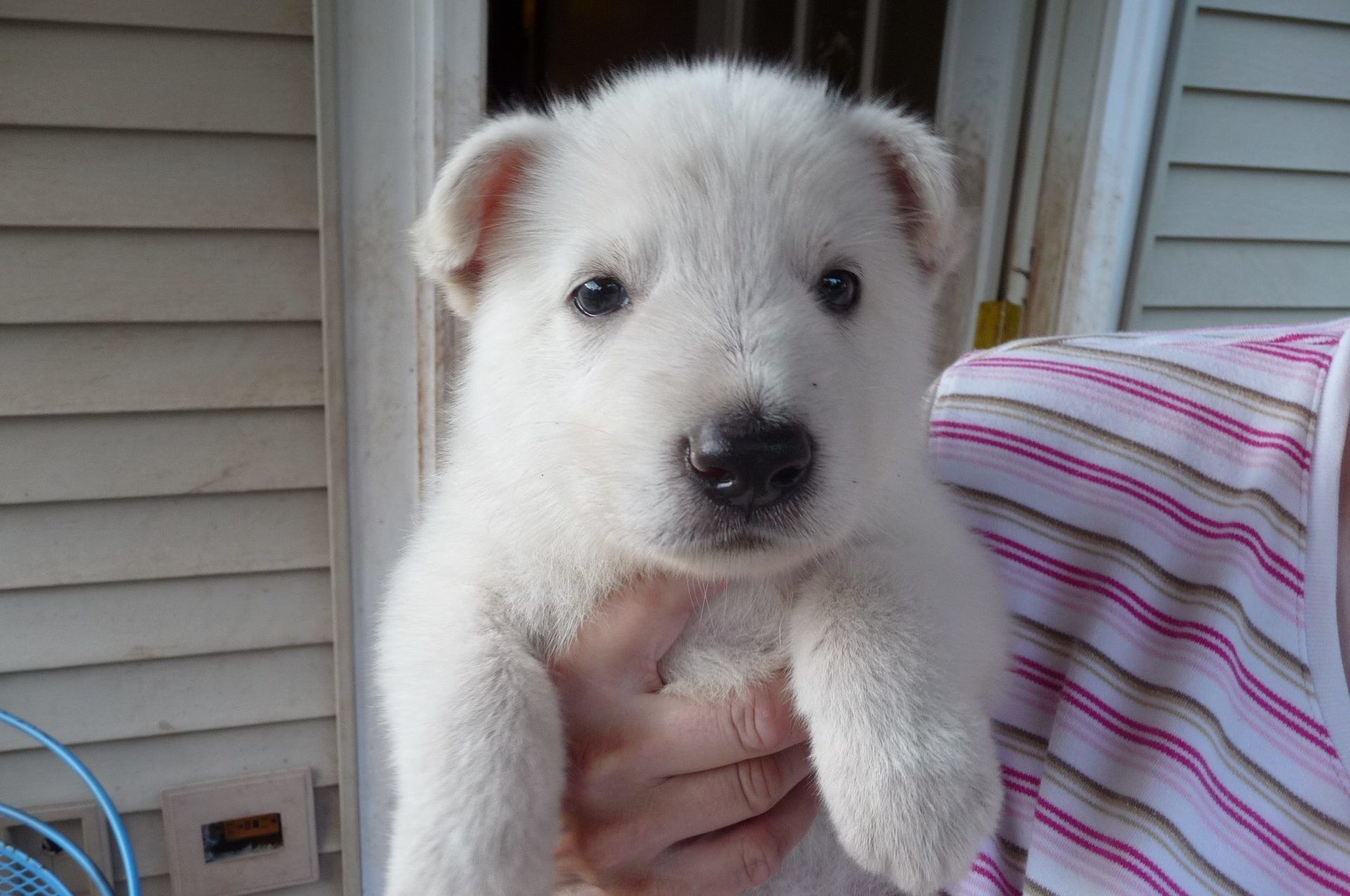 ASJ White Shepherds Adult Dogs and Puppies