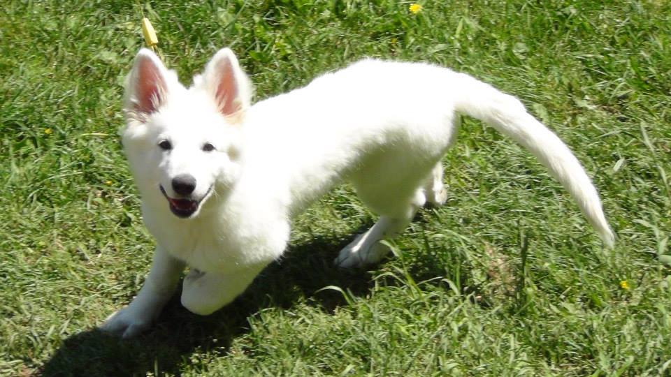 ASJ White German Shepherds | White Shepherd Puppy Photos
