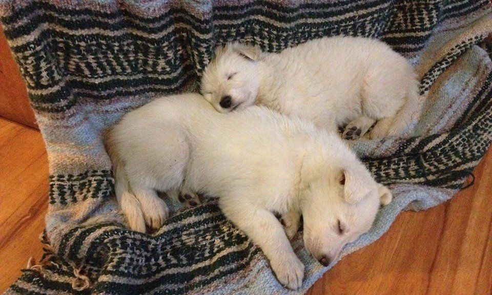 ASJ White Shepherds Puppies