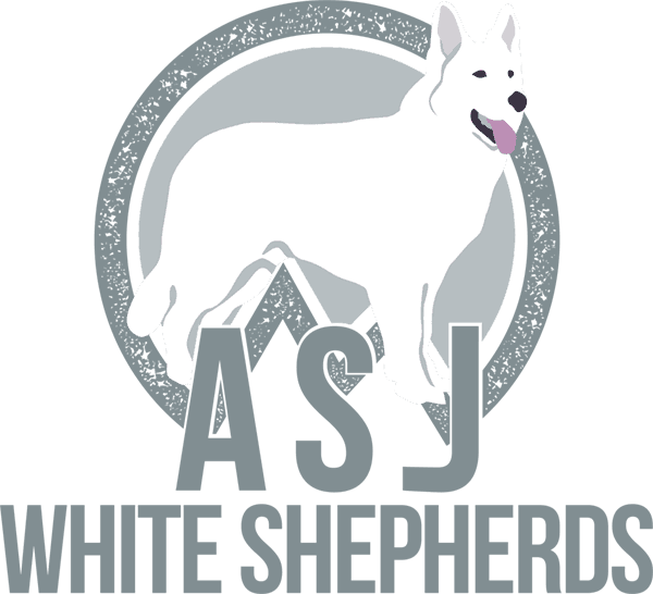 ASJ White Shepherds in Middletown CT