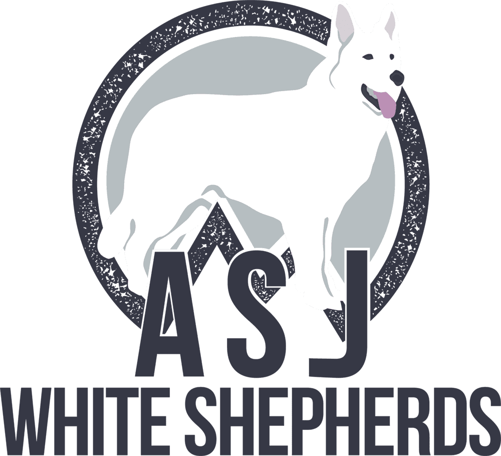 ASJ White Shepherds in Middletown CT
