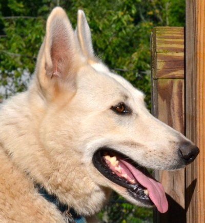 ASJ White Shepherds Dog Portrait