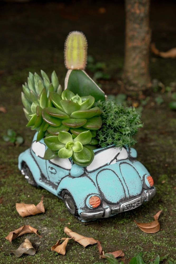 A Blue Car Shaped Planter Filled With Succulents and a Cactus — The Flower Station Townsville In Kirwan, QLD A Blue Car Shaped Planter Filled With Succulents and a Cactus — The Flower Station Townsville In Kirwan, QLD