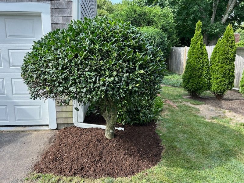 A rounded evergreen shrub next to a white garage door, with brown mulch at its base.