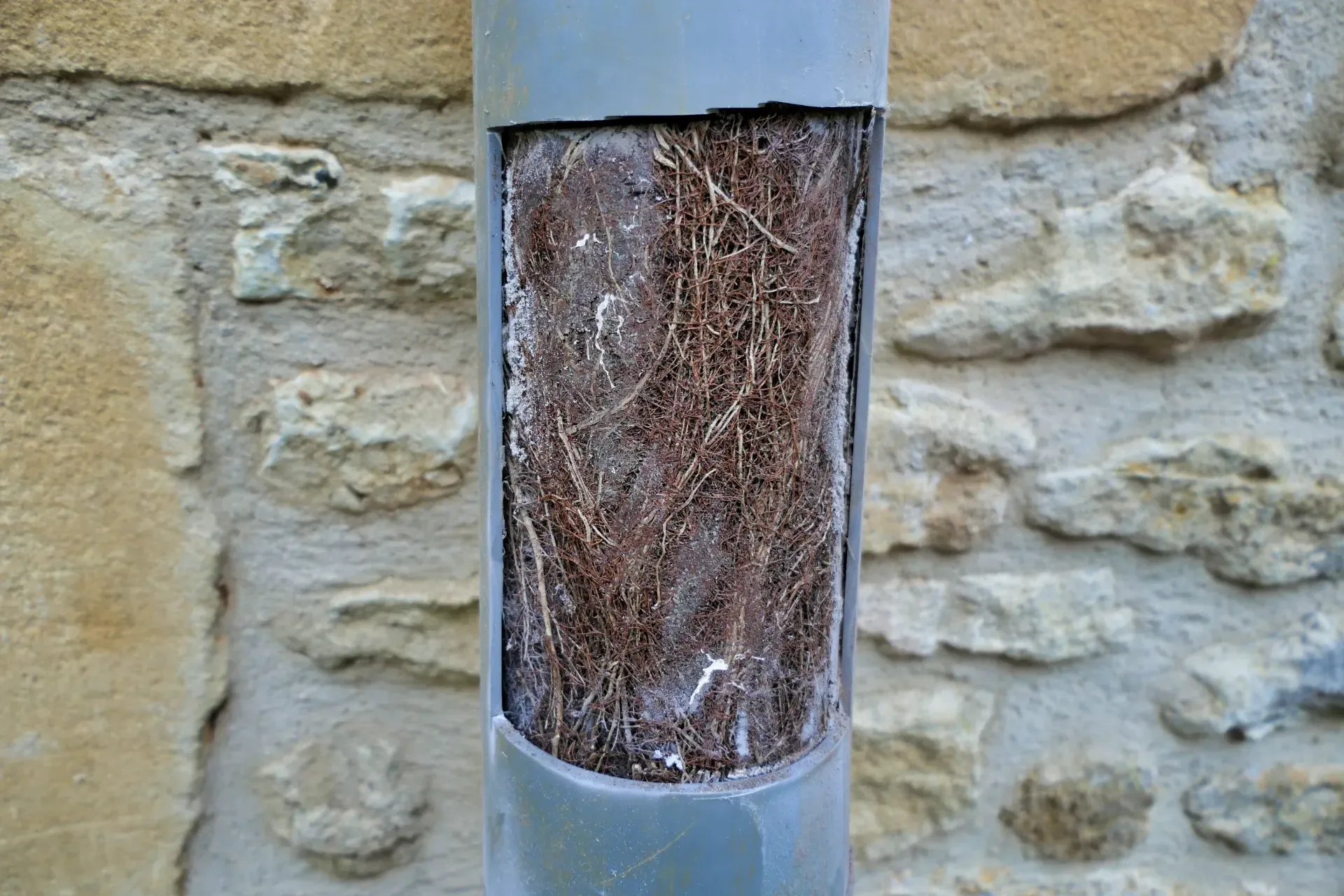 Close-up of a gray metal pipe with a transparent section filled with tangled brown roots against a stone wall — New Gen Plumbing and Gas in Coolangatta, NSW