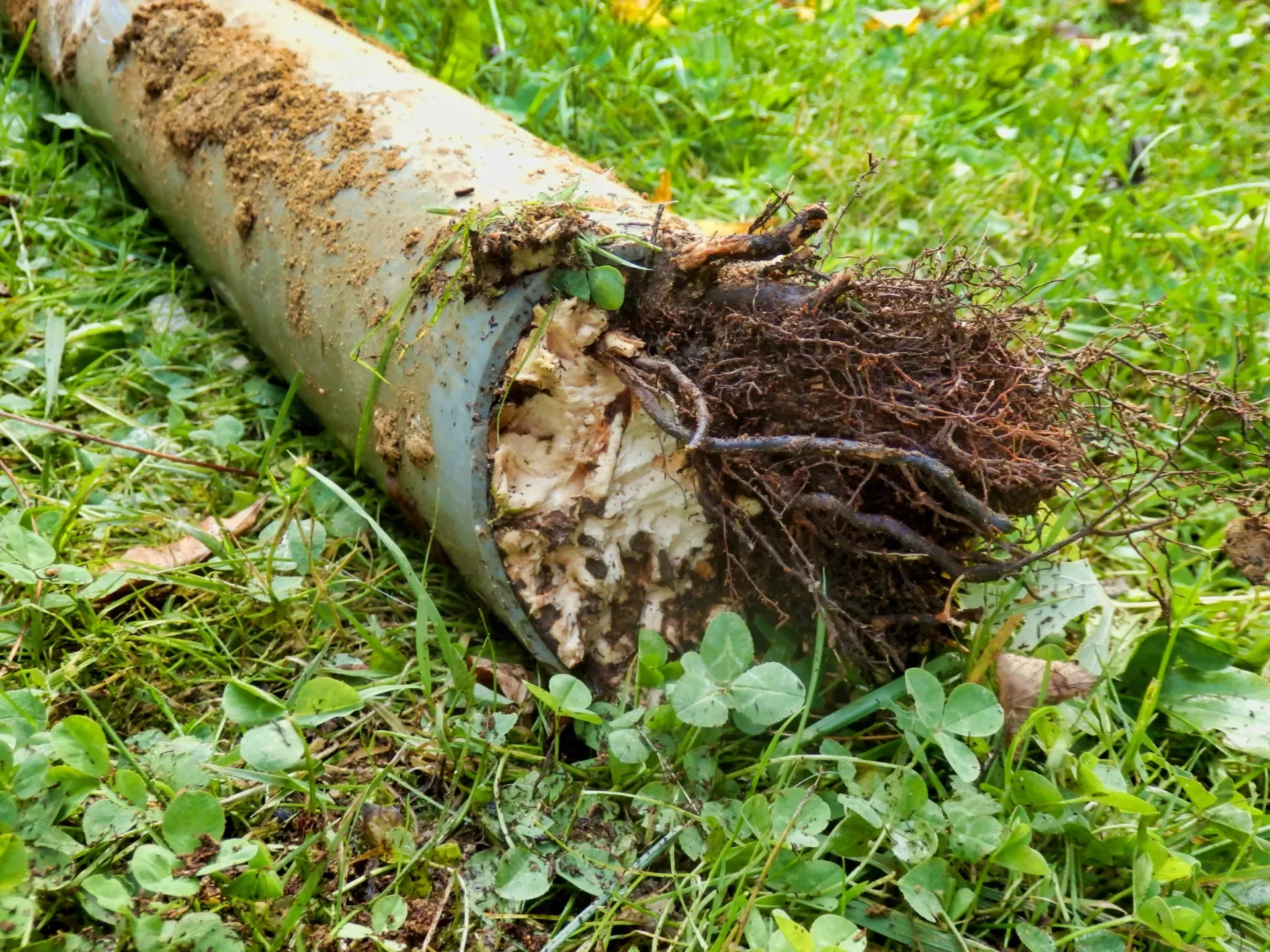 Cut tree trunk with exposed roots lying on grass and clover — New Gen Plumbing and Gas in Banora Point, NSW